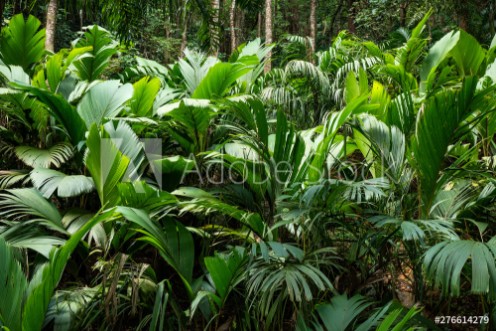 Picture of Tropical jungle with giant green fern on the Seychelles